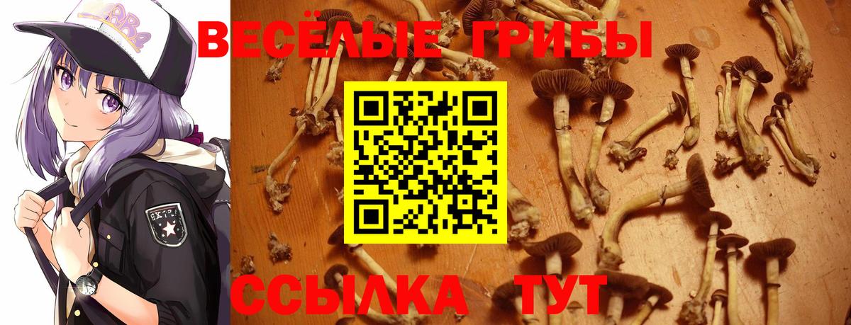 Галлюциногенные грибы Psilocybe Изобильный